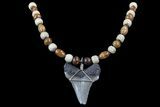 Fossil Angustiden Tooth Necklace - Megalodon Ancestor #70053-1